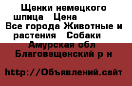 Щенки немецкого шпица › Цена ­ 20 000 - Все города Животные и растения » Собаки   . Амурская обл.,Благовещенский р-н